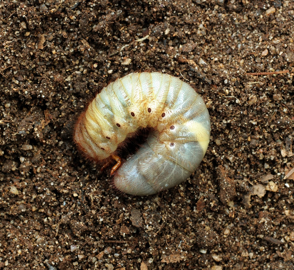 How to Eliminate Common Garden Pests Organically - Soil Yourself